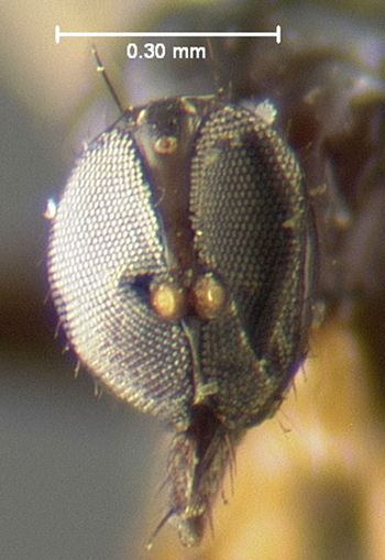 Media type: image;   Entomology 1168 Aspect: head frontal view